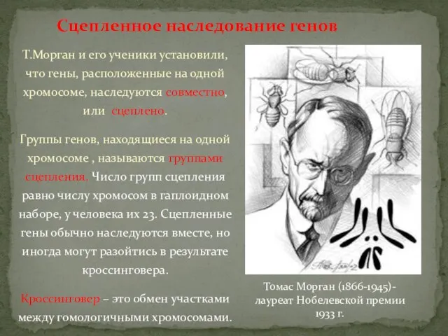 Т.Морган и его ученики установили, что гены, расположенные на одной хромосоме,