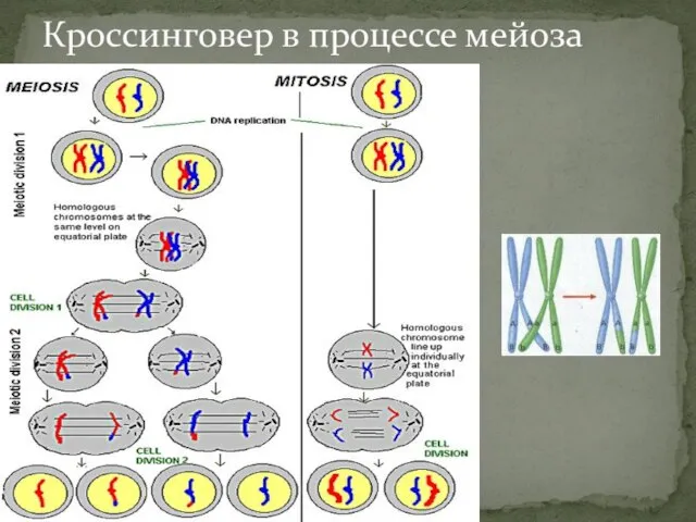 Кроссинговер в процессе мейоза