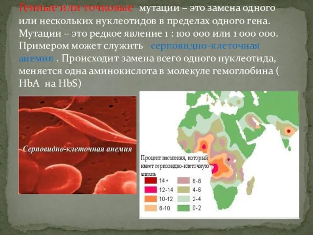 Генные или точковые мутации – это замена одного или нескольких нуклеотидов