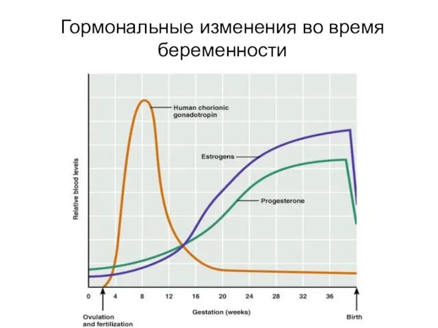 Гормональные изменения во время беременности