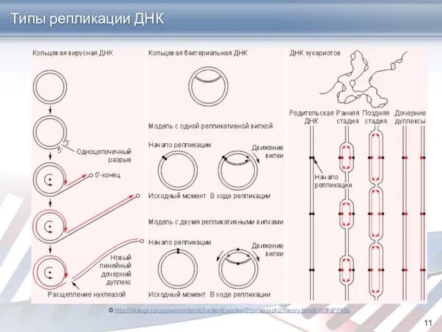 Типы репликации ДНК © http://biology.ru/course/content/chapter8/section2/paragraph2/theory.html#.VcIFtPPtlBc