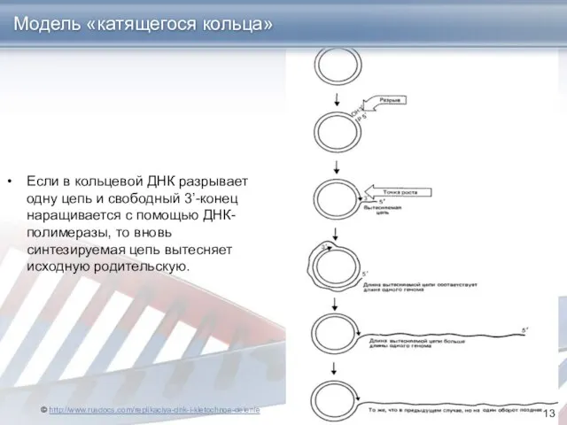 Если в кольцевой ДНК разрывает одну цепь и свободный 3’-конец наращивается