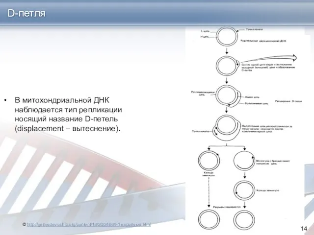 В митохондриальной ДНК наблюдается тип репликации носящий название D-петель (displacement – вытеснение). D-петля © http://genesdev.cshlp.org/content/19/20/2466/F1.expansion.html
