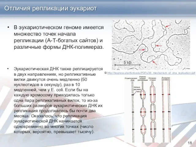 Отличия репликации эукариот В эукариотическом геноме имеется множество точек начала репликации