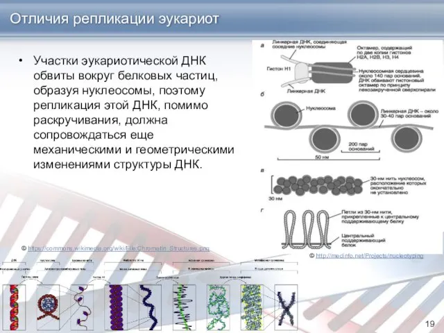 Отличия репликации эукариот Участки эукариотической ДНК обвиты вокруг белковых частиц, образуя