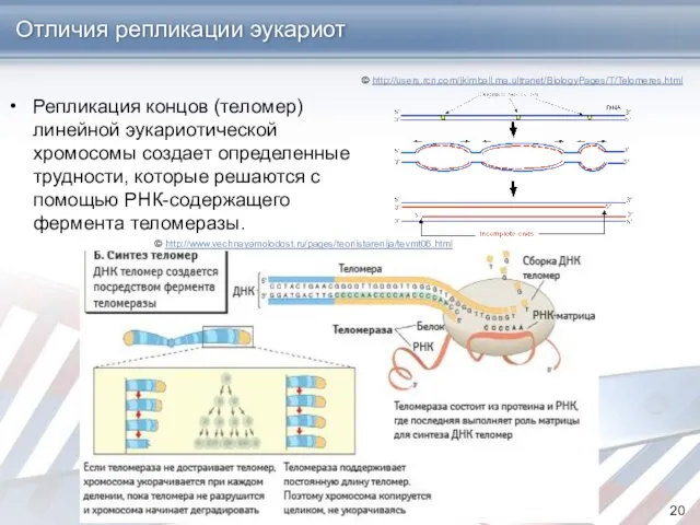 Отличия репликации эукариот Репликация концов (теломер) линейной эукариотической хромосомы создает определенные