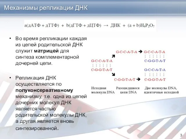 Механизмы репликации ДНК Во время репликации каждая из цепей родительской ДНК