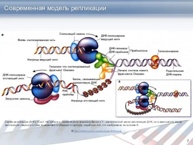 Современная модель репликации © http://www.nature.com/encode/#/threads Схема репликации ДНК у E.coli. На