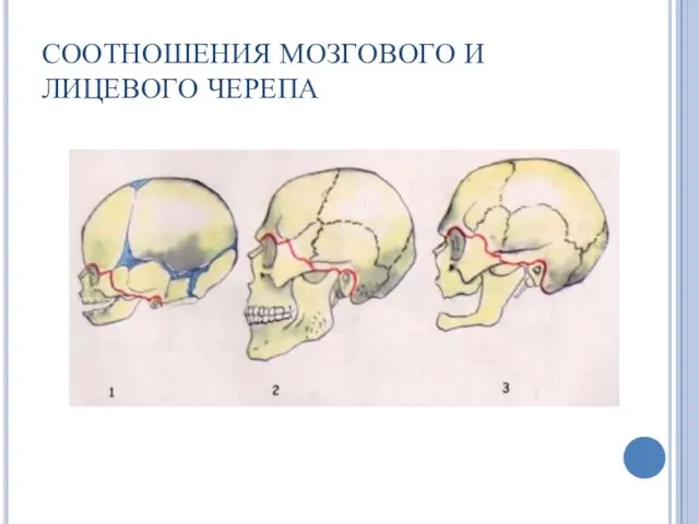 СООТНОШЕНИЯ МОЗГОВОГО И ЛИЦЕВОГО ЧЕРЕПА