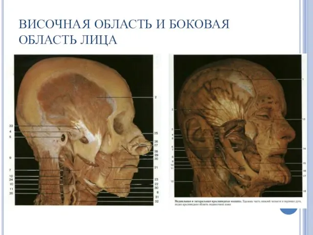 ВИСОЧНАЯ ОБЛАСТЬ И БОКОВАЯ ОБЛАСТЬ ЛИЦА