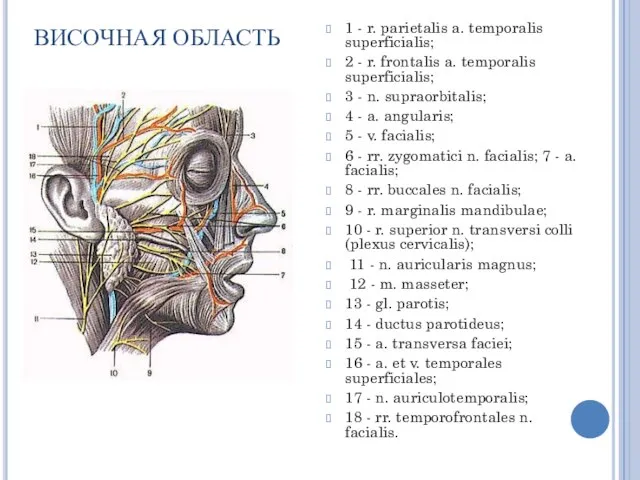 ВИСОЧНАЯ ОБЛАСТЬ 1 - r. parietalis a. temporalis superficialis; 2 -