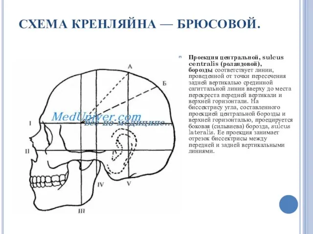 СХЕМА КРЕНЛЯЙНА — БРЮСОВОЙ. Проекция центральной, sulcus centralis (роландовой), борозды соответствует