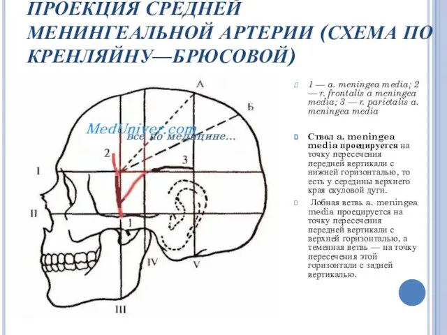 ПРОЕКЦИЯ СРЕДНЕЙ МЕНИНГЕАЛЬНОЙ АРТЕРИИ (СХЕМА ПО КРЕНЛЯЙНУ—БРЮСОВОЙ) 1 — a. meningea