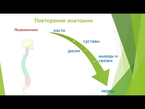 Повторение анатомии Позвоночник: