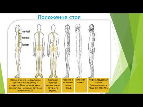 Положение стоя Позвоночник в нормальном состоянии: вид сбоку и спереди. Позвоночник