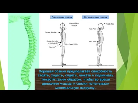 Хорошая осанка предполагает способность стоять, ходить, сидеть, лежать и поднимать тяжести