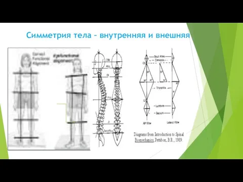 Симметрия тела – внутренняя и внешняя