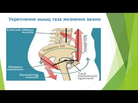 Укрепление мышц таза жизненно важно