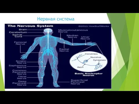 Нервная система