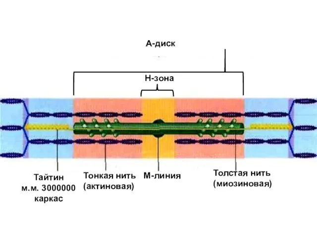 Н-зона А-диск М-линия Толстая нить (миозиновая) Тонкая нить (актиновая) Тайтин м.м. 3000000 каркас