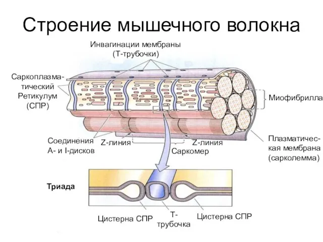 Строение мышечного волокна Миофибрилла Плазматичес- кая мембрана (сарколемма) Инвагинации мембраны (Т-трубочки)