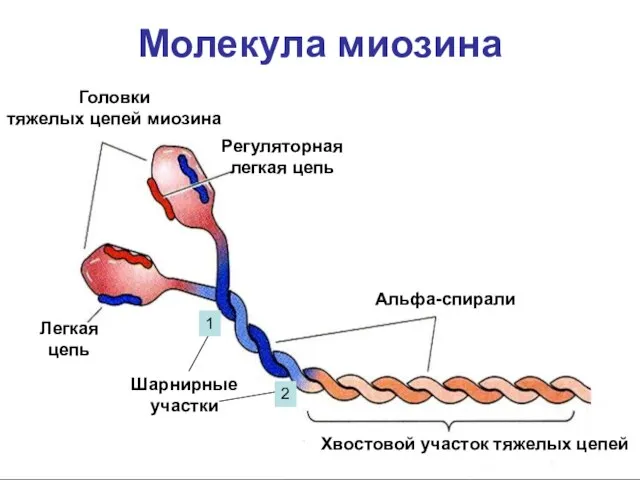 Молекула миозина Головки тяжелых цепей миозина Регуляторная легкая цепь Легкая цепь