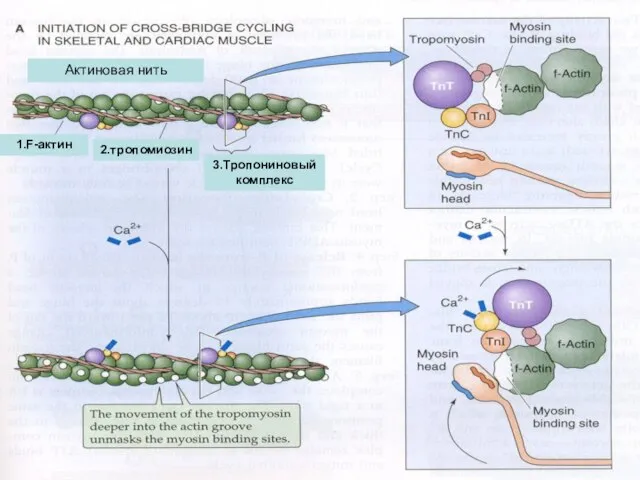 1.F-актин 2.тропомиозин 3.Тропониновый комплекс Актиновая нить