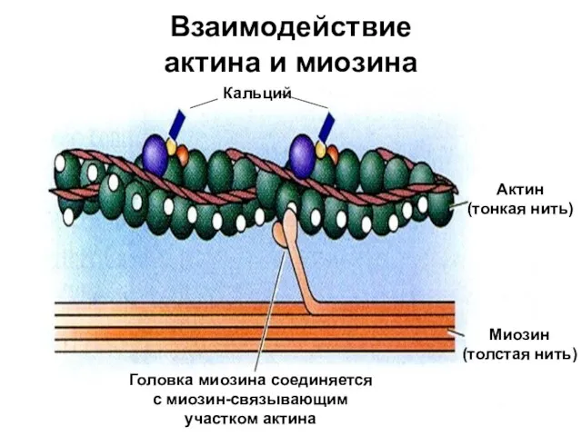 Взаимодействие актина и миозина Актин (тонкая нить) Миозин (толстая нить) Головка