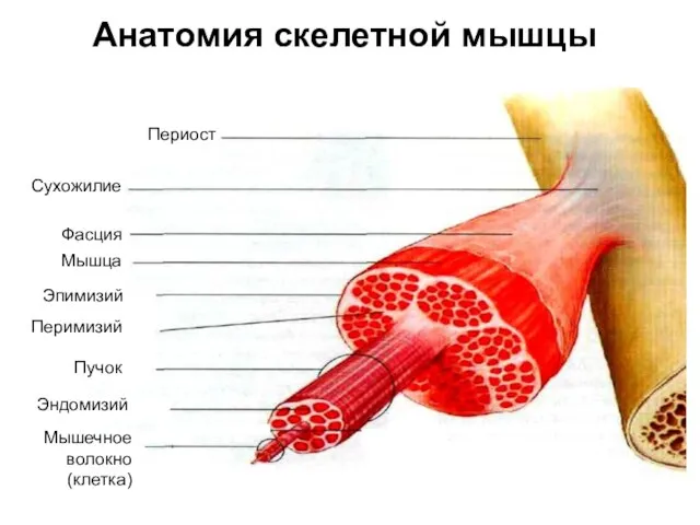 Периост Сухожилие Фасция Мышца Эпимизий Перимизий Пучок Эндомизий Мышечное волокно (клетка) Анатомия скелетной мышцы