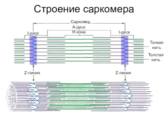 Строение саркомера Саркомер I-диск I-диск А-диск Н-зона Z-линия Z-линия Тонкая нить Толстая нить