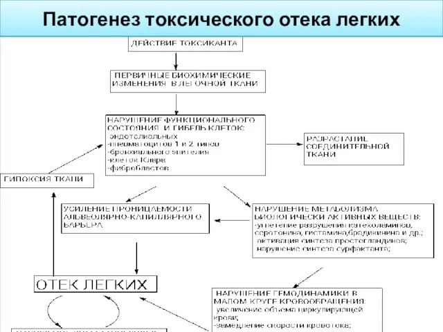 Патогенез токсического отека легких