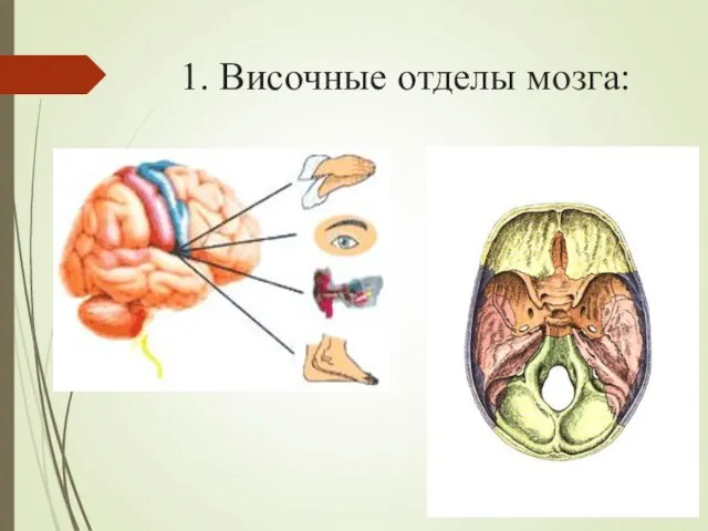 1. Височные отделы мозга: