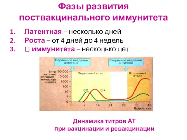 Фазы развития поствакцинального иммунитета Латентная – несколько дней Роста – от