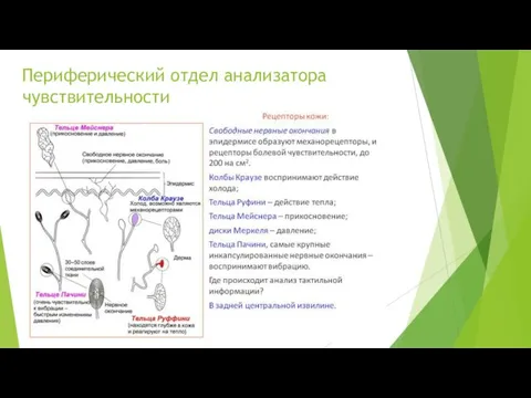 Периферический отдел анализатора чувствительности