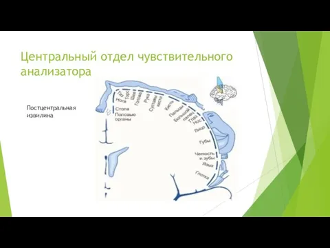 Центральный отдел чувствительного анализатора Постцентральная извилина