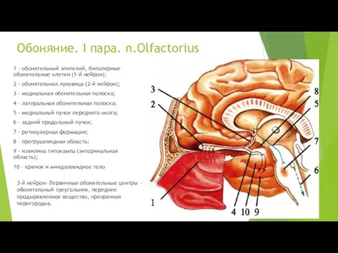 Обоняние. I пара. n.Olfactorius 1 - обонятельный эпителий, биполярные обонятельные клетки