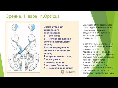 Зрение. II пара. n.Opticus Благодаря оптической среде глаза медиальные половины сетчатки