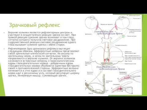 Зрачковый рефлекс Верхние холмики являются рефлекторным центром и участвуют в осуществлении