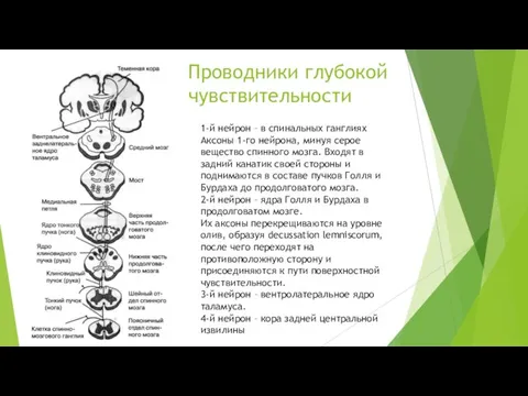 Проводники глубокой чувствительности 1-й нейрон – в спинальных ганглиях Аксоны 1-го