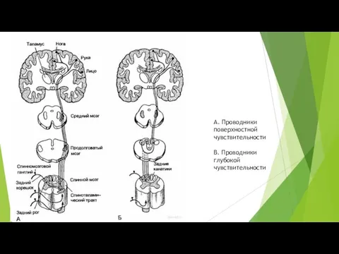 А. Проводники поверхностной чувствительности В. Проводники глубокой чувствительности