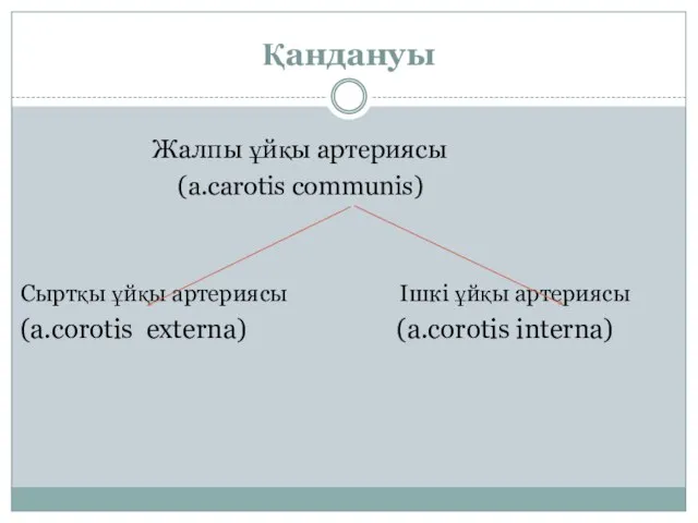 Қандануы Жалпы ұйқы артериясы (a.carotis communis) Сыртқы ұйқы артериясы Ішкі ұйқы артериясы (a.corotis externa) (a.corotis interna)