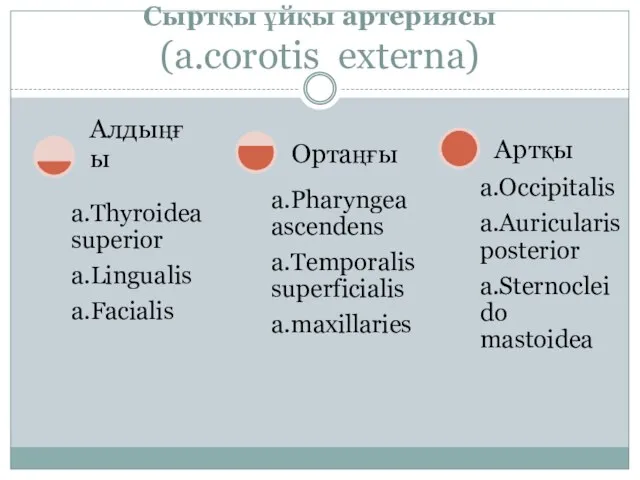 Сыртқы ұйқы артериясы (a.corotis externa)