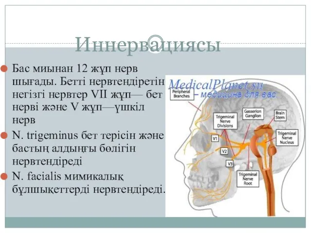 Иннервациясы Бас миынан 12 жұп нерв шығады. Бетті нервтендіретін негізгі нервтер