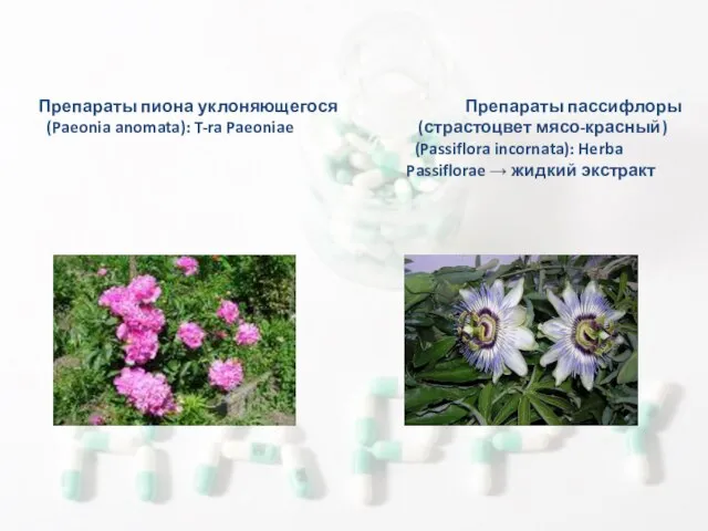 Препараты пиона уклоняющегося Препараты пассифлоры (Paeonia anomata): T-ra Paeoniae (страстоцвет мясо-красный)