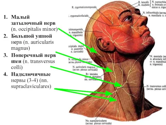 Малый затылочный нерв (n. occipitalis minor) Большой ушной нерв (n. auricularis