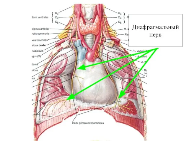 Диафрагмальный нерв