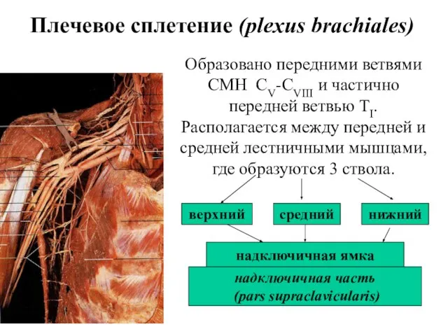 Плечевое сплетение (plexus brachiales) Образовано передними ветвями СМН СV-CVIII и частично