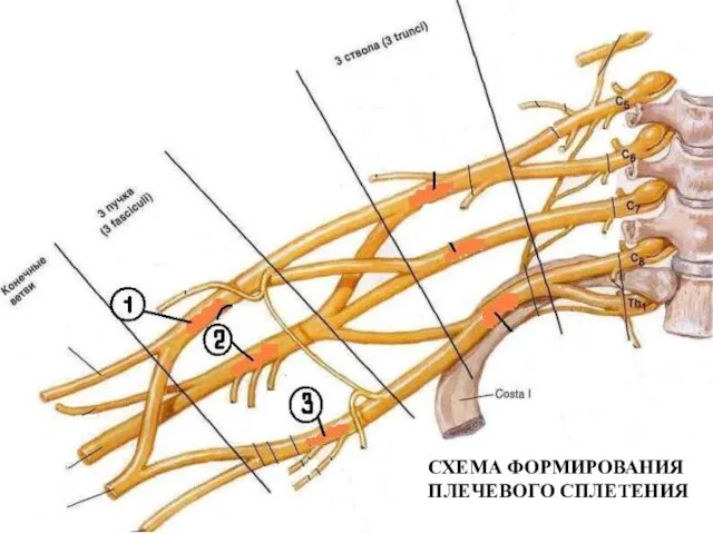 СХЕМА ФОРМИРОВАНИЯ ПЛЕЧЕВОГО СПЛЕТЕНИЯ