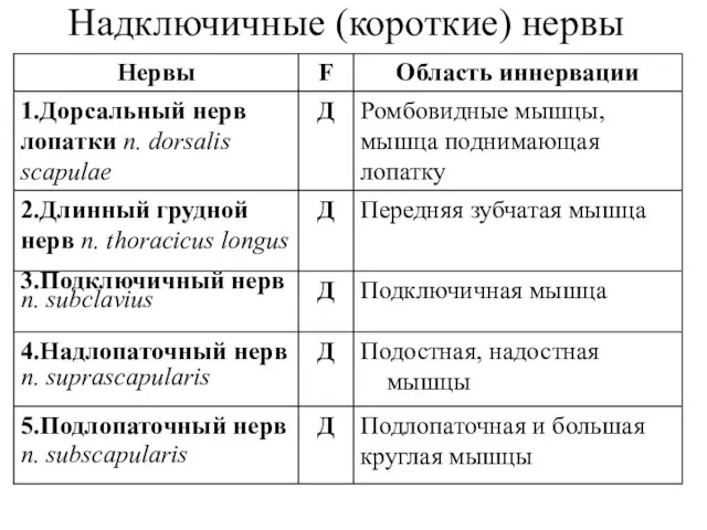 Надключичные (короткие) нервы