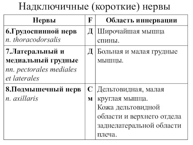 Надключичные (короткие) нервы